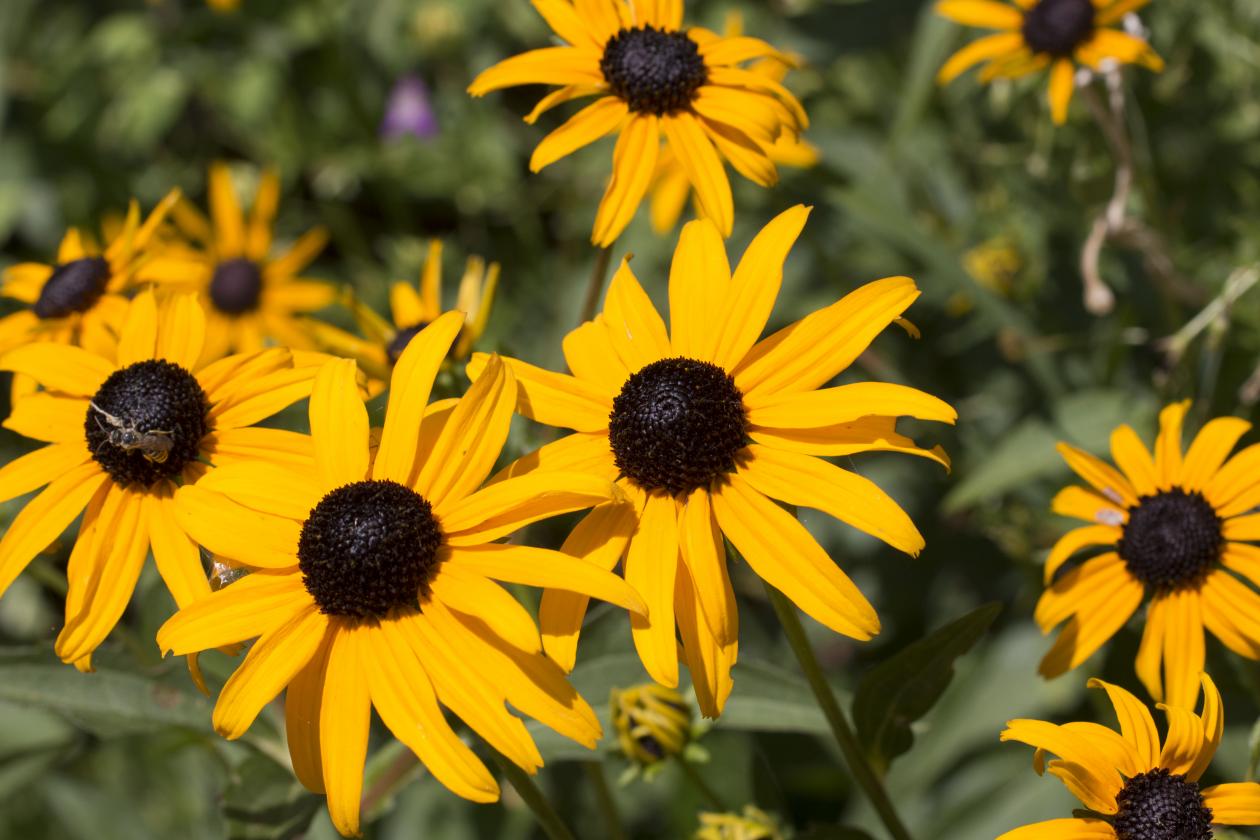 [image] 5 Common Utah Wildflowers